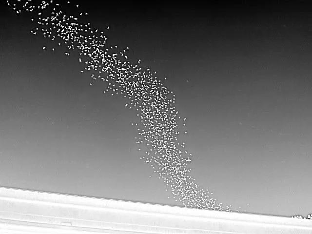 Thermal still: a dense column of free-tailed bats streaming out from under a bridge deck against open sky